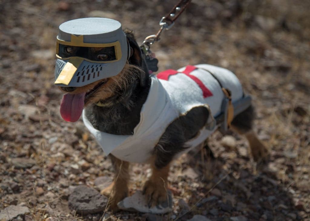 Deus Vult Dog: The Costume